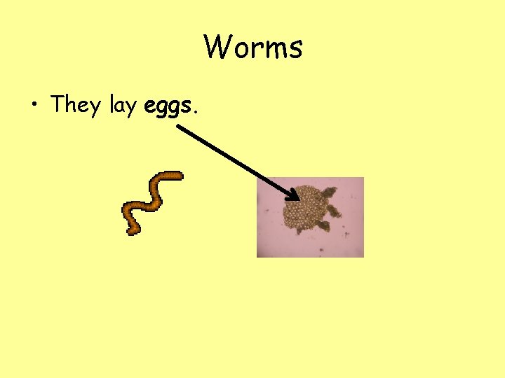 Worms • They lay eggs. 