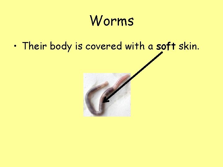 Worms • Their body is covered with a soft skin. 
