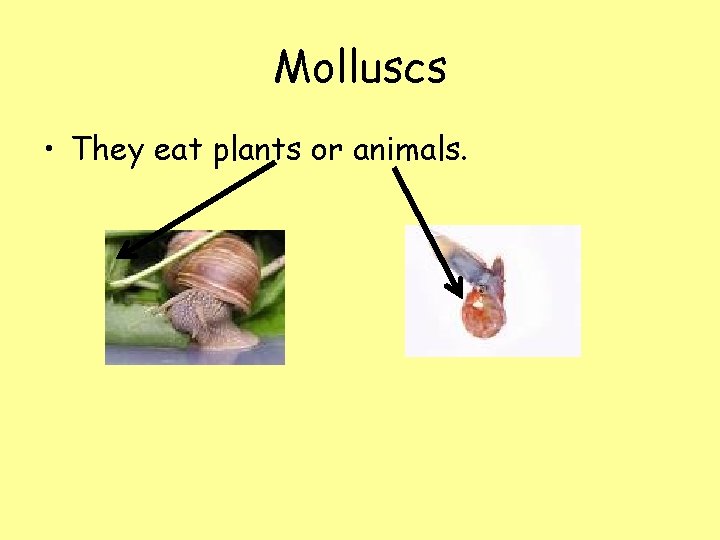 Molluscs • They eat plants or animals. 