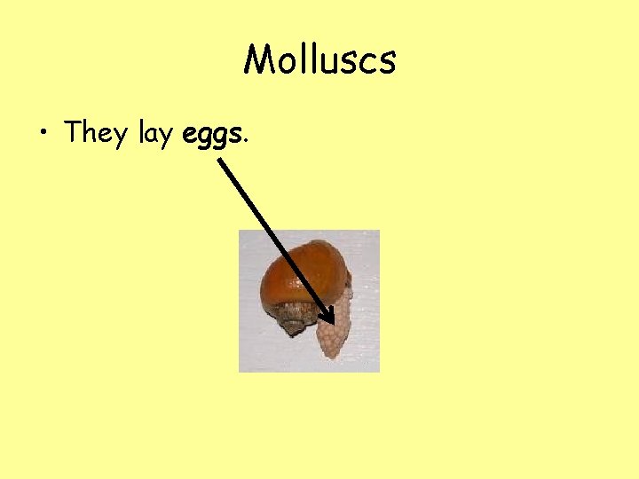 Molluscs • They lay eggs. 