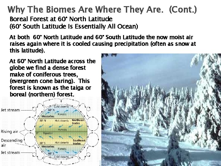 Why The Biomes Are Where They Are. (Cont. ) Boreal Forest at 60° North