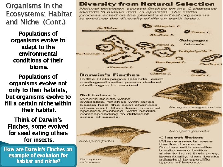 Organisms in the Ecosystems: Habitat and Niche (Cont. ) Populations of organisms evolve to