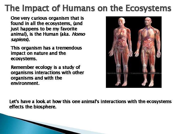 The Impact of Humans on the Ecosystems One very curious organism that is found