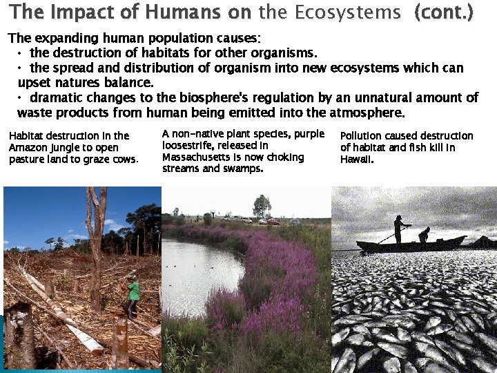 The Impact of Humans on the Ecosystems (cont. ) The expanding human population causes: