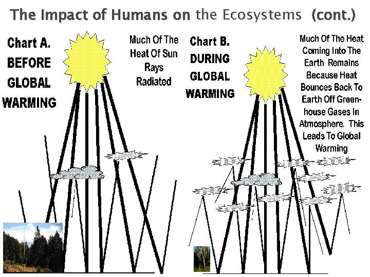 The Impact of Humans on the Ecosystems (cont. ) 
