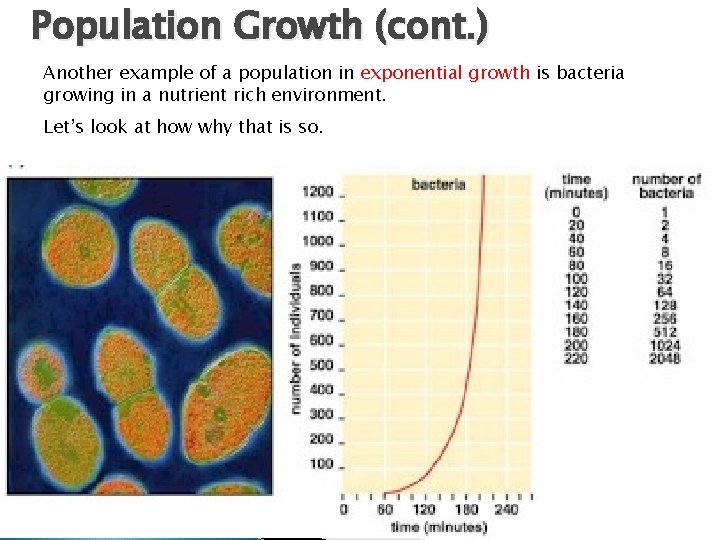 Population Growth (cont. ) Another example of a population in exponential growth is bacteria