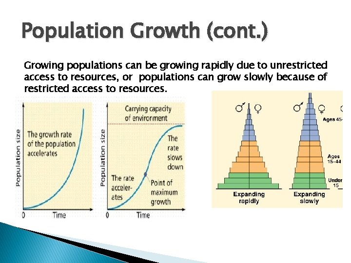 Population Growth (cont. ) Growing populations can be growing rapidly due to unrestricted access