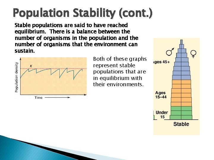Population Stability (cont. ) Stable populations are said to have reached equilibrium. There is