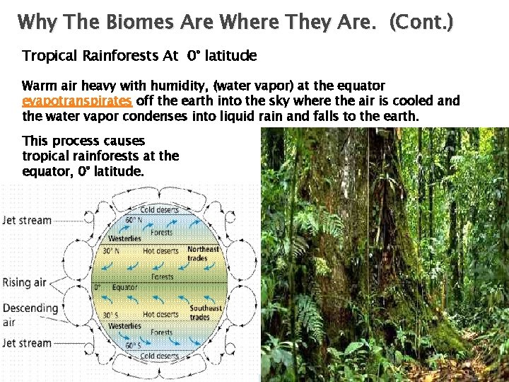 Why The Biomes Are Where They Are. (Cont. ) Tropical Rainforests At 0° latitude