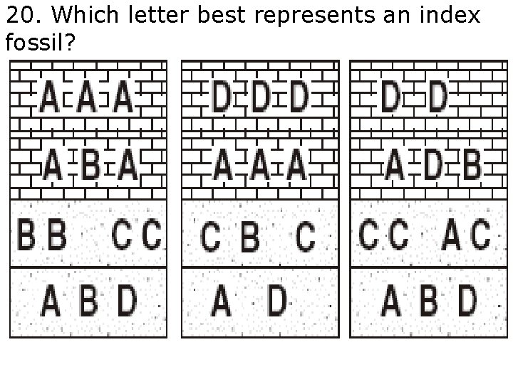 20. Which letter best represents an index fossil? 