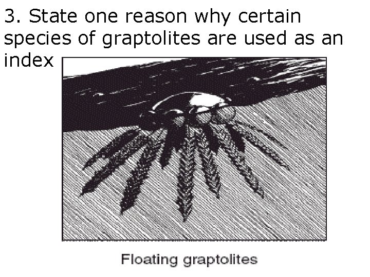 3. State one reason why certain species of graptolites are used as an index