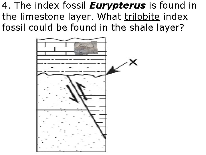 4. The index fossil Eurypterus is found in the limestone layer. What trilobite index