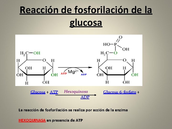 Reacción de fosforilación de la glucosa Glucosa + ATP Hexoquinasa ADP Glucosa-6 -fosfato +