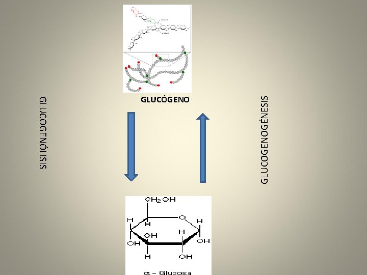 GLUCOGENÓLISIS GLUCOGENOGÉNESIS GLUCÓGENO 