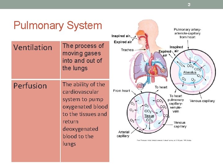 3 Pulmonary System Ventilation The process of moving gases into and out of the