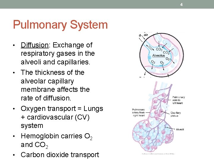 4 Pulmonary System • Diffusion: Exchange of • • respiratory gases in the alveoli