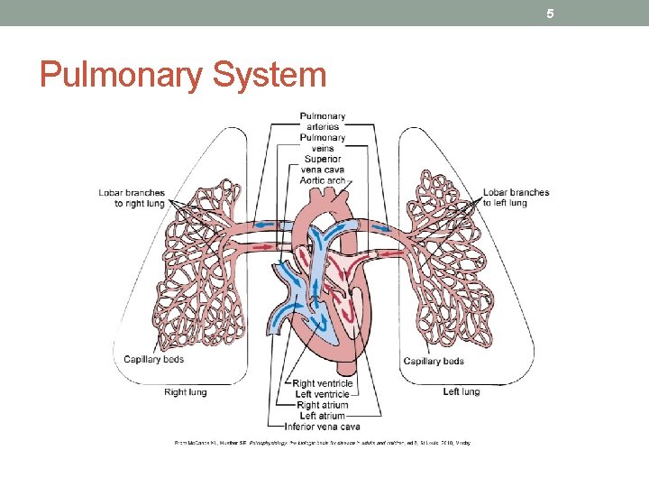 5 Pulmonary System 