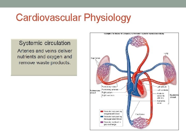 Cardiovascular Physiology 