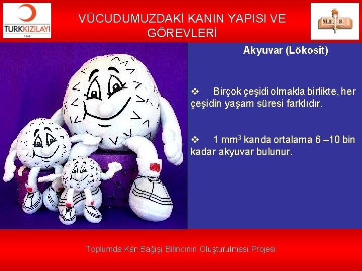 VÜCUDUMUZDAKİ KANIN YAPISI VE GÖREVLERİ Akyuvar (Lökosit) v Birçok çeşidi olmakla birlikte, her çeşidin