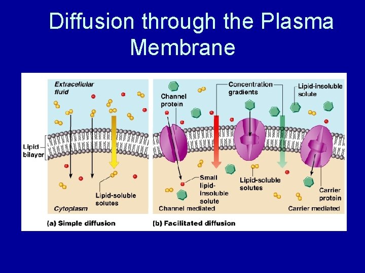 Diffusion through the Plasma Membrane 