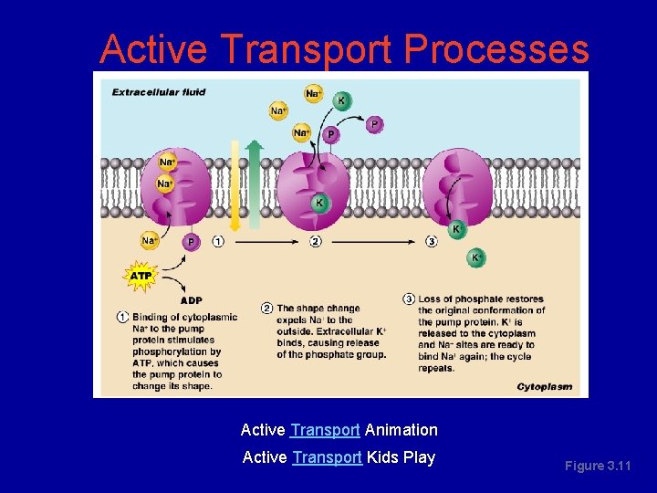 Active Transport Processes Active Transport Animation Active Transport Kids Play Figure 3. 11 