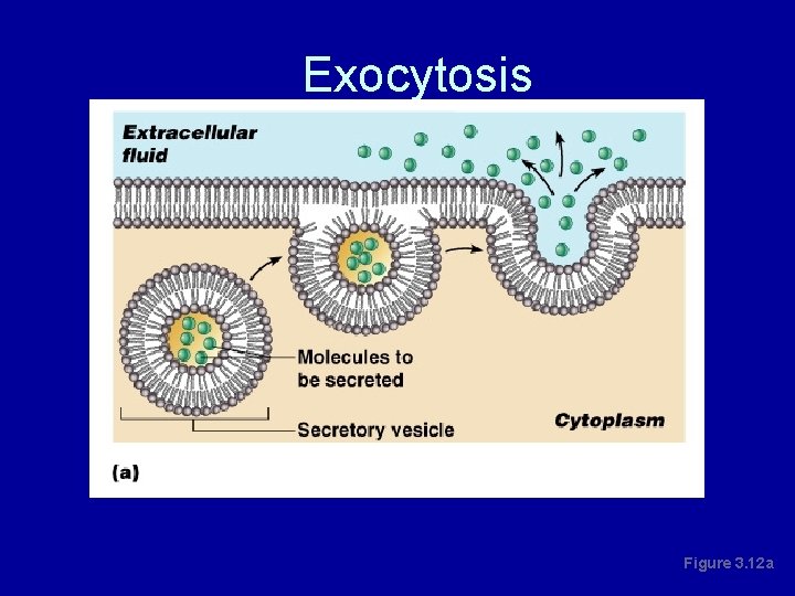 Exocytosis Figure 3. 12 a 