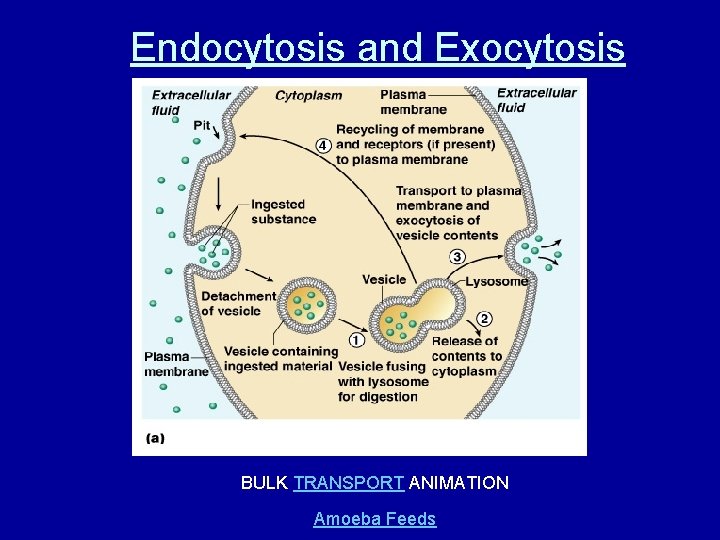 Endocytosis and Exocytosis BULK TRANSPORT ANIMATION Amoeba Feeds 