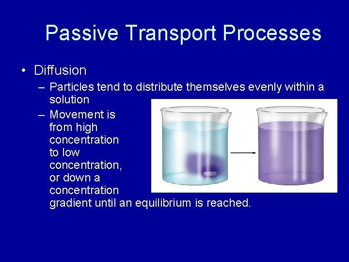 Passive Transport Processes • Diffusion – Particles tend to distribute themselves evenly within a