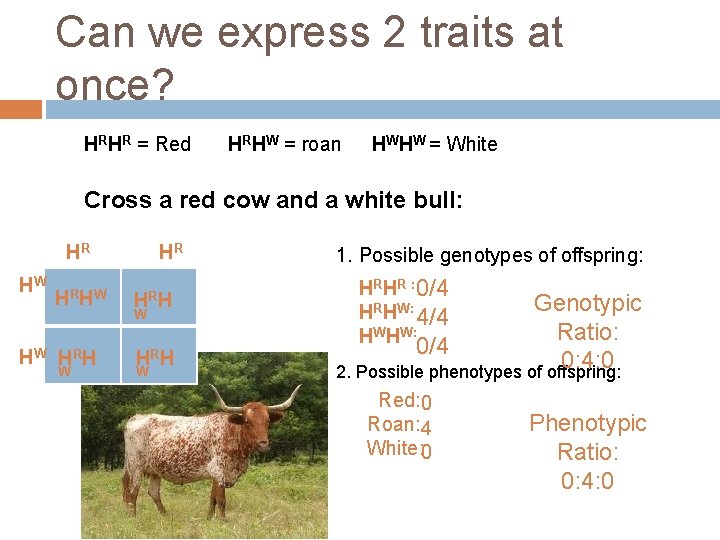 Can we express 2 traits at once? HRHR = Red HRHW = roan HWHW