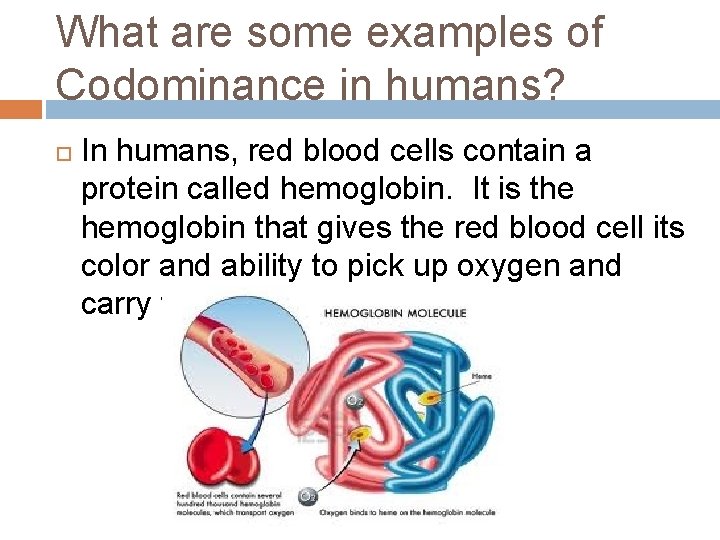 What are some examples of Codominance in humans? In humans, red blood cells contain
