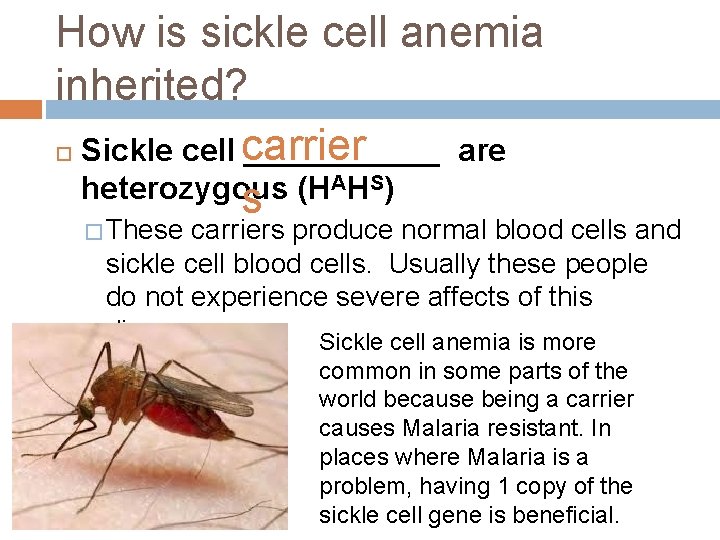 How is sickle cell anemia inherited? Sickle cell carrier ______ are AH S )