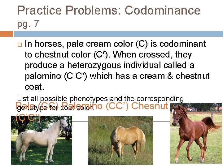 Practice Problems: Codominance pg. 7 In horses, pale cream color (C) is codominant to