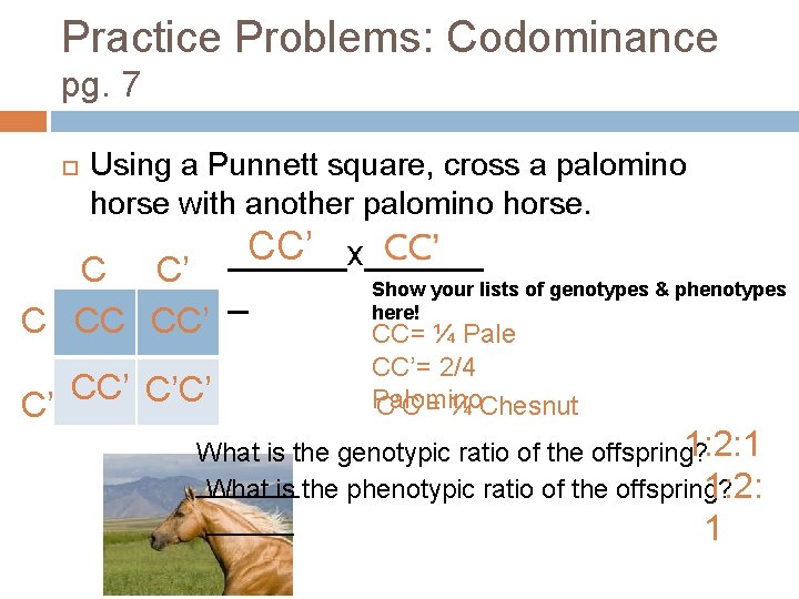 Practice Problems: Codominance pg. 7 Using a Punnett square, cross a palomino horse with