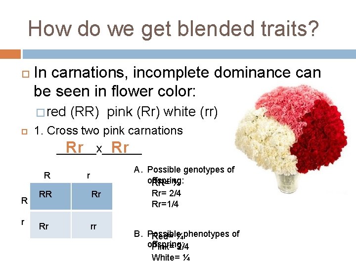How do we get blended traits? In carnations, incomplete dominance can be seen in