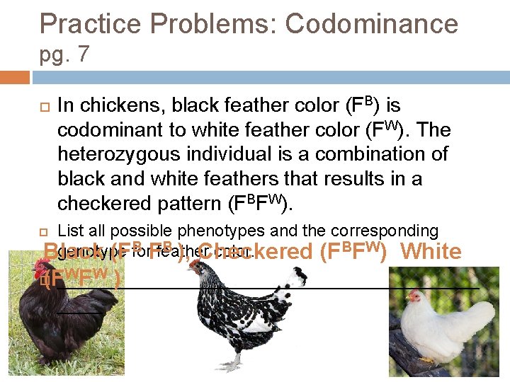Practice Problems: Codominance pg. 7 In chickens, black feather color (FB) is codominant to