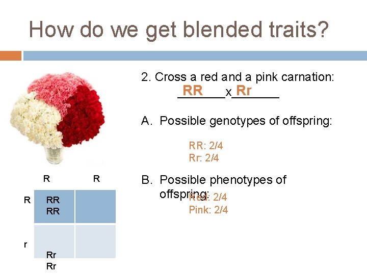 How do we get blended traits? 2. Cross a red and a pink carnation:
