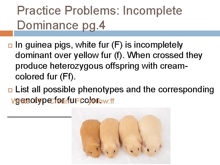 Practice Problems: Incomplete Dominance pg. 4 In guinea pigs, white fur (F) is incompletely