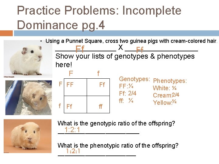 Practice Problems: Incomplete Dominance pg. 4 • Using a Punnet Square, cross two guinea