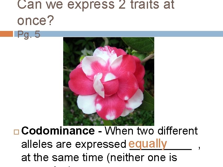 Can we express 2 traits at once? Pg. 5 Codominance - When two different
