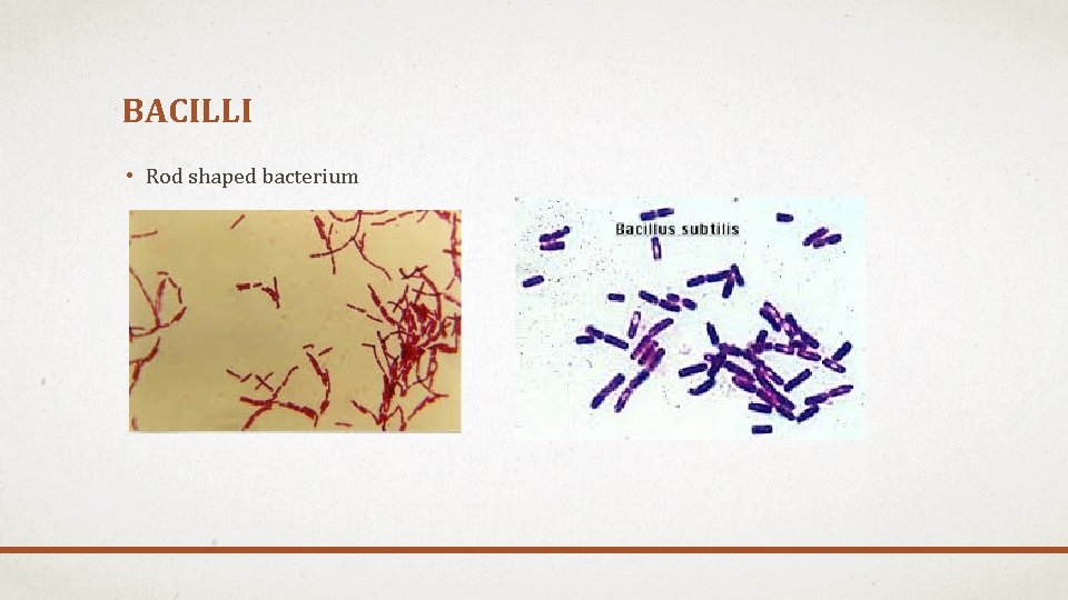 BACILLI • Rod shaped bacterium BACILLI • Rod shaped bacterium