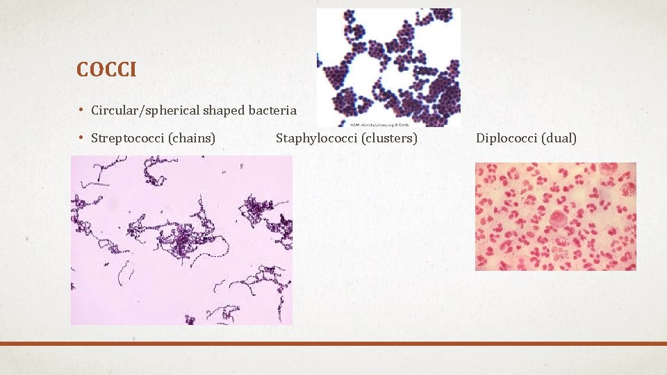 COCCI • Circular/spherical shaped bacteria • Streptococci (chains) Staphylococci (clusters) Diplococci (dual) COCCI • Circular/spherical shaped bacteria • Streptococci (chains) Staphylococci (clusters) Diplococci (dual)