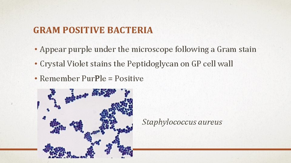 GRAM POSITIVE BACTERIA • Appear purple under the microscope following a Gram stain • GRAM POSITIVE BACTERIA • Appear purple under the microscope following a Gram stain •
