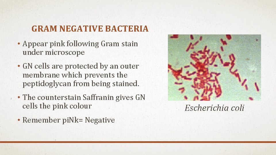 GRAM NEGATIVE BACTERIA • Appear pink following Gram stain under microscope • GN cells GRAM NEGATIVE BACTERIA • Appear pink following Gram stain under microscope • GN cells