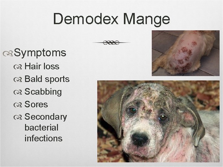Demodex Mange Symptoms Hair loss Bald sports Scabbing Sores Secondary bacterial infections 