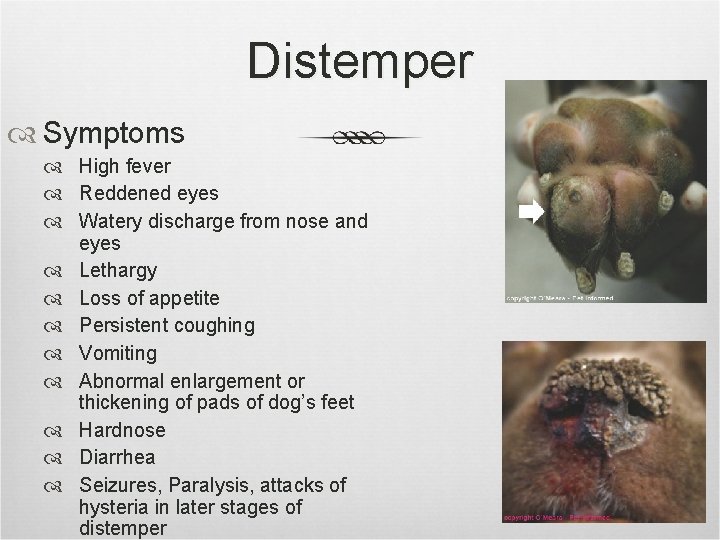 Distemper Symptoms High fever Reddened eyes Watery discharge from nose and eyes Lethargy Loss