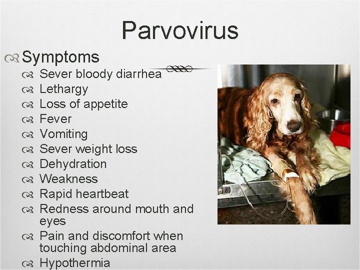 Parvovirus Symptoms Sever bloody diarrhea Lethargy Loss of appetite Fever Vomiting Sever weight loss