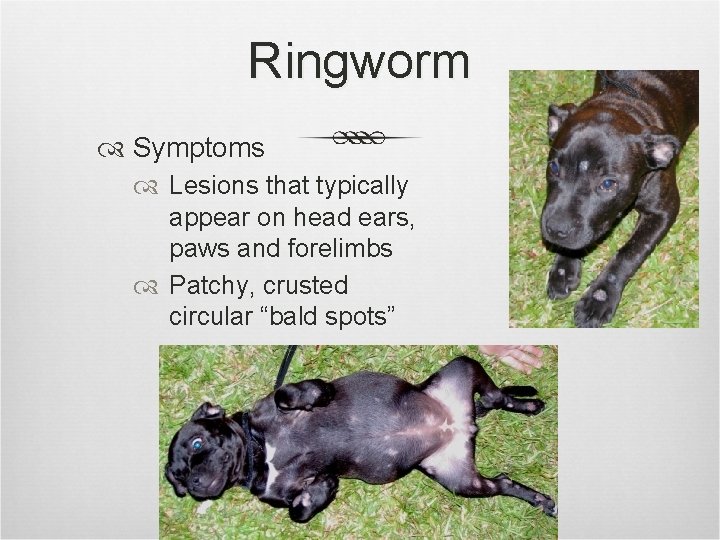 Ringworm Symptoms Lesions that typically appear on head ears, paws and forelimbs Patchy, crusted