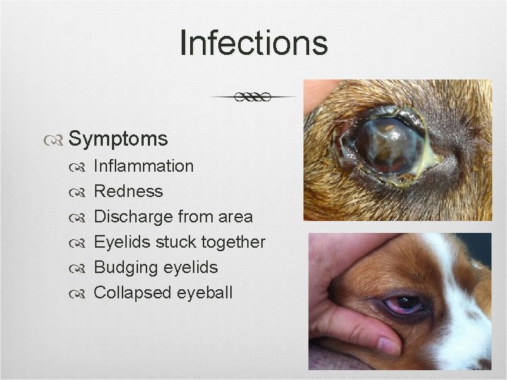 Infections Symptoms Inflammation Redness Discharge from area Eyelids stuck together Budging eyelids Collapsed eyeball