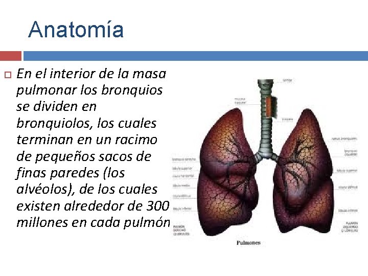 Anatomía En el interior de la masa pulmonar los bronquios se dividen en bronquiolos,