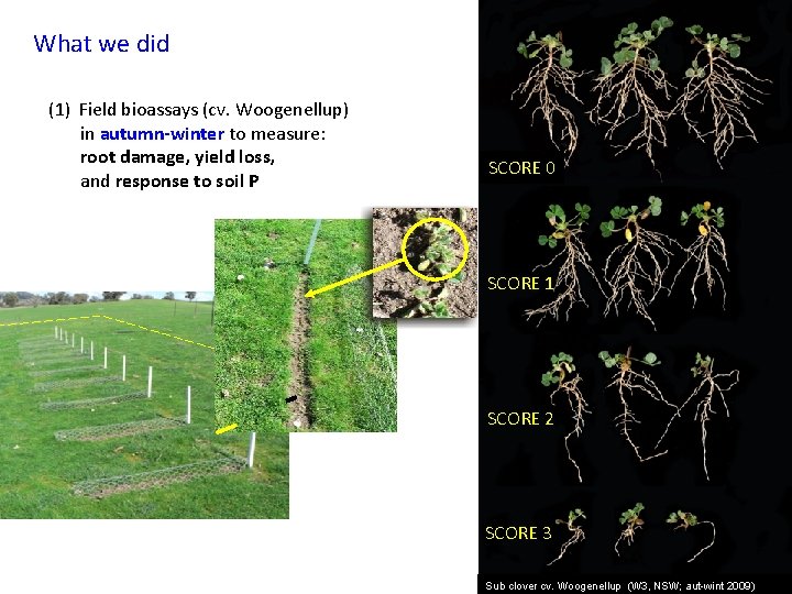 What we did (1) Field bioassays (cv. Woogenellup) in autumn-winter to measure: root damage,